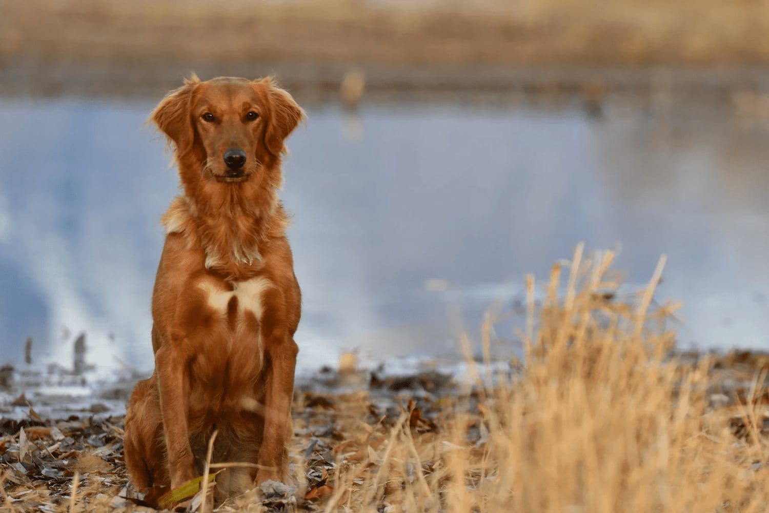 A Golden Retriever sitting calmly beside a pond