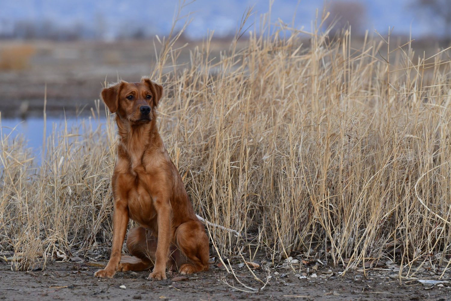 A Golden Retriever sitting alertly in dry cover