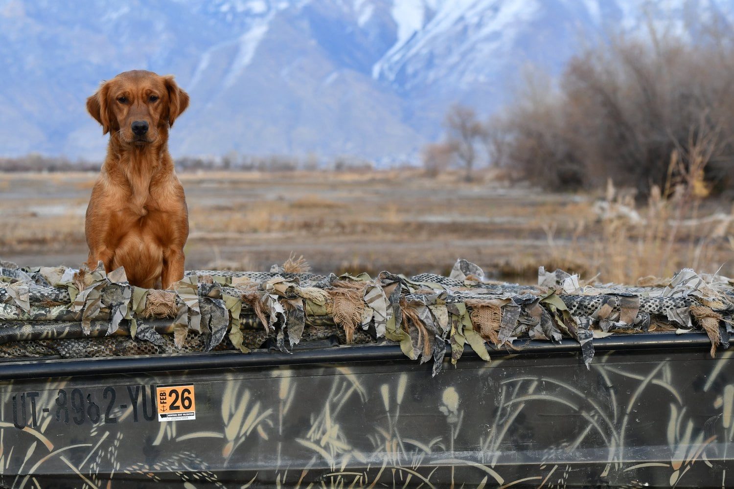 A Golden Retriever sitting in a camouflage duck boat