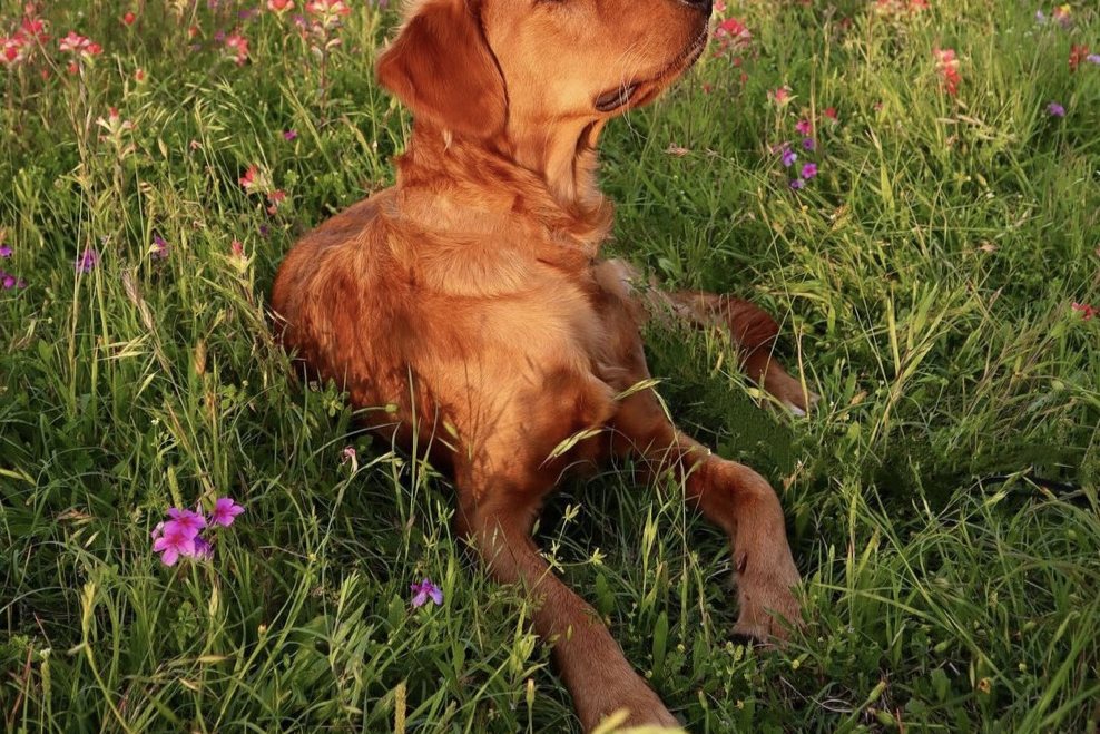 A Golden Retriever sitting in a field of tall grass and wildflowers