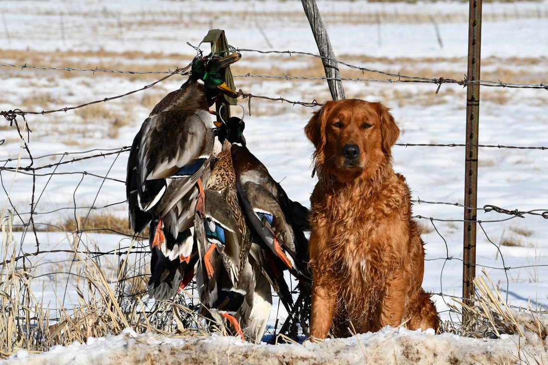 A Golden Retriever sitting in snow beside a limit of mallards