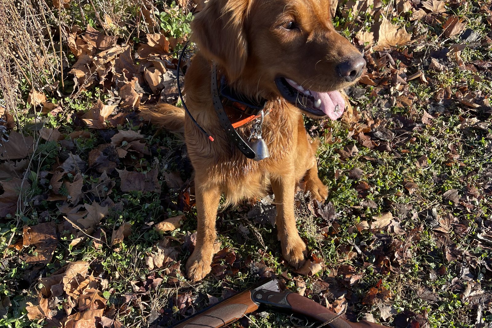 A Golden Retriever sitting in cover beside a shotgun after a hunt