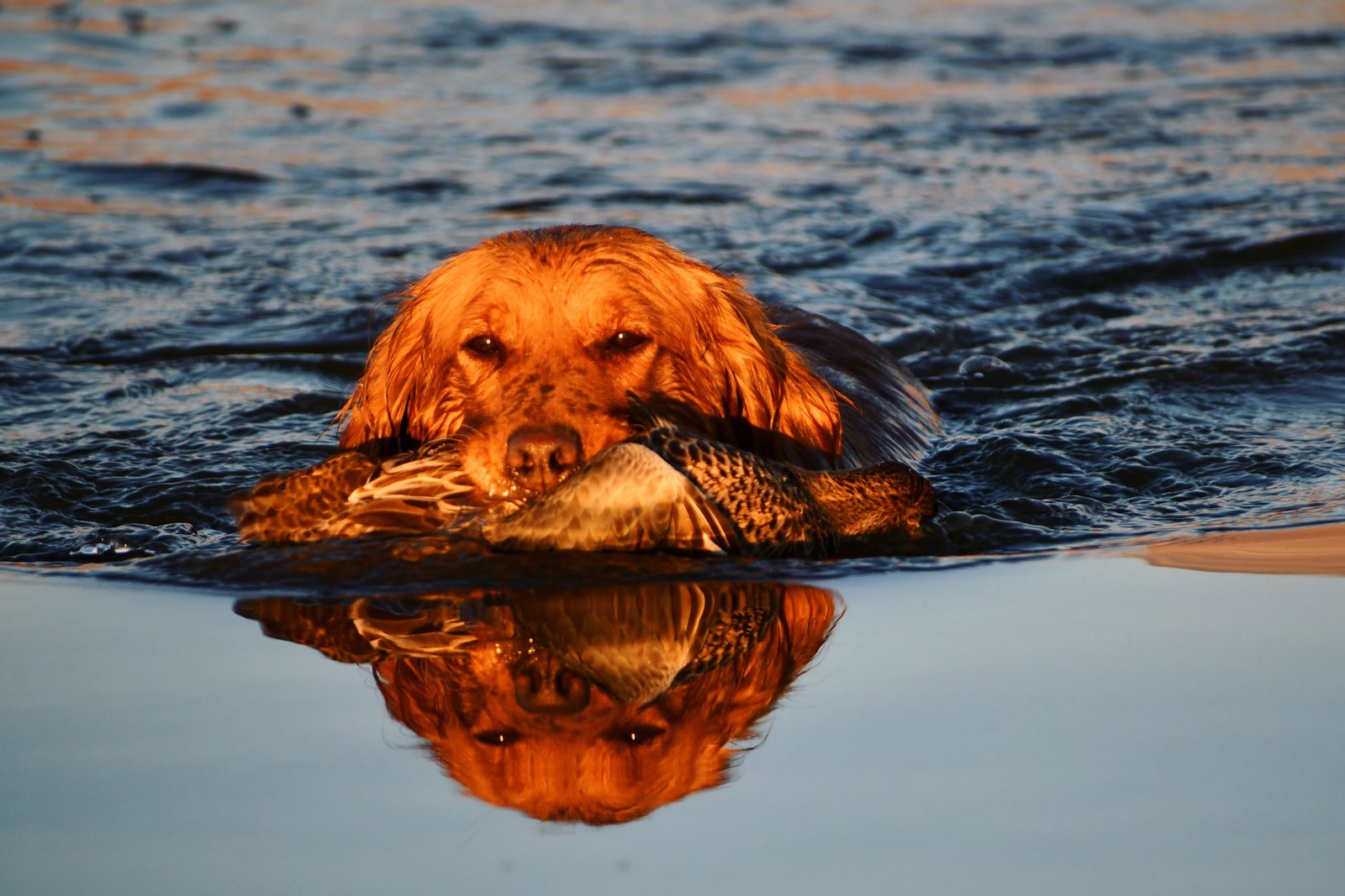 A Golden Retriever swimming with a retrieved duck