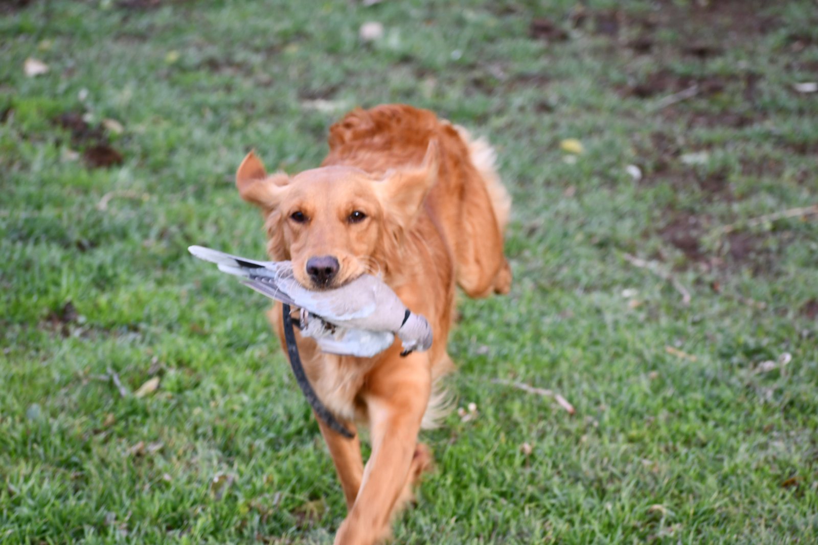 A Golden Retriever running across a field with a retrieved bird