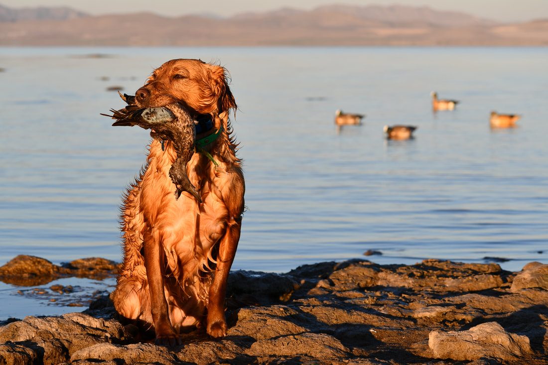 A Golden Retriever sitting on a rocky shoreline holding a retrieved duck