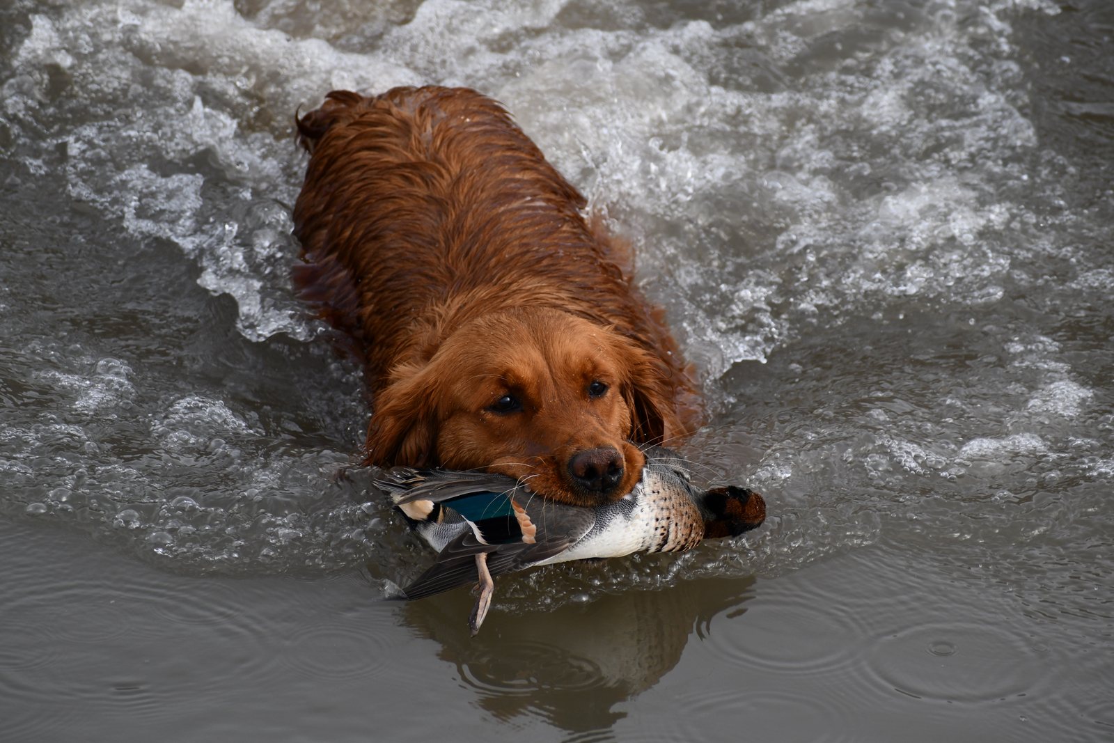A Golden Retriever swimming in with a retrieved mallard