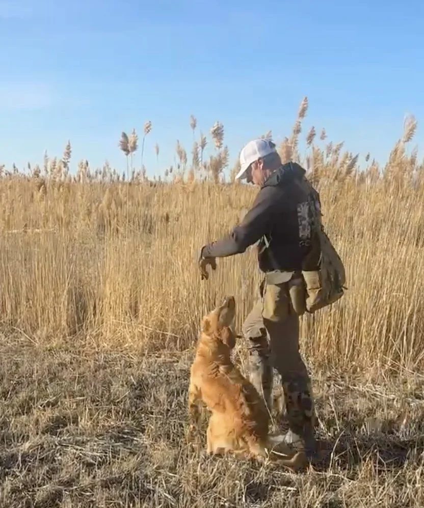 Tyce Erickson working a Golden Retriever in cover