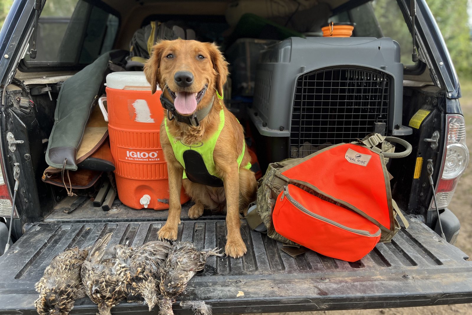 A Golden Retriever sitting on a tailgate with grouse after a hunt