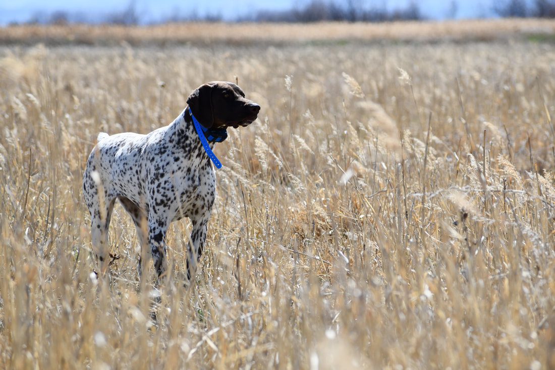 A German Shorthaired Pointer standing alert in tall grass