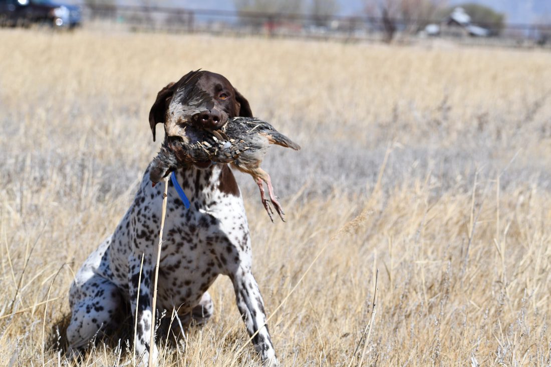A German Shorthaired Pointer sitting in a field holding a retrieved bird
