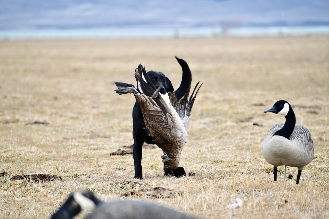 A hunting dog working in the field