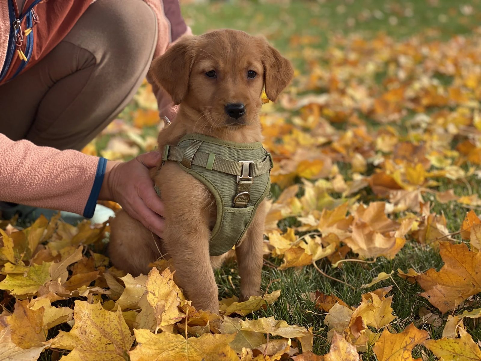 A Golden Retriever puppy sitting in autumn leaves, wearing a harness