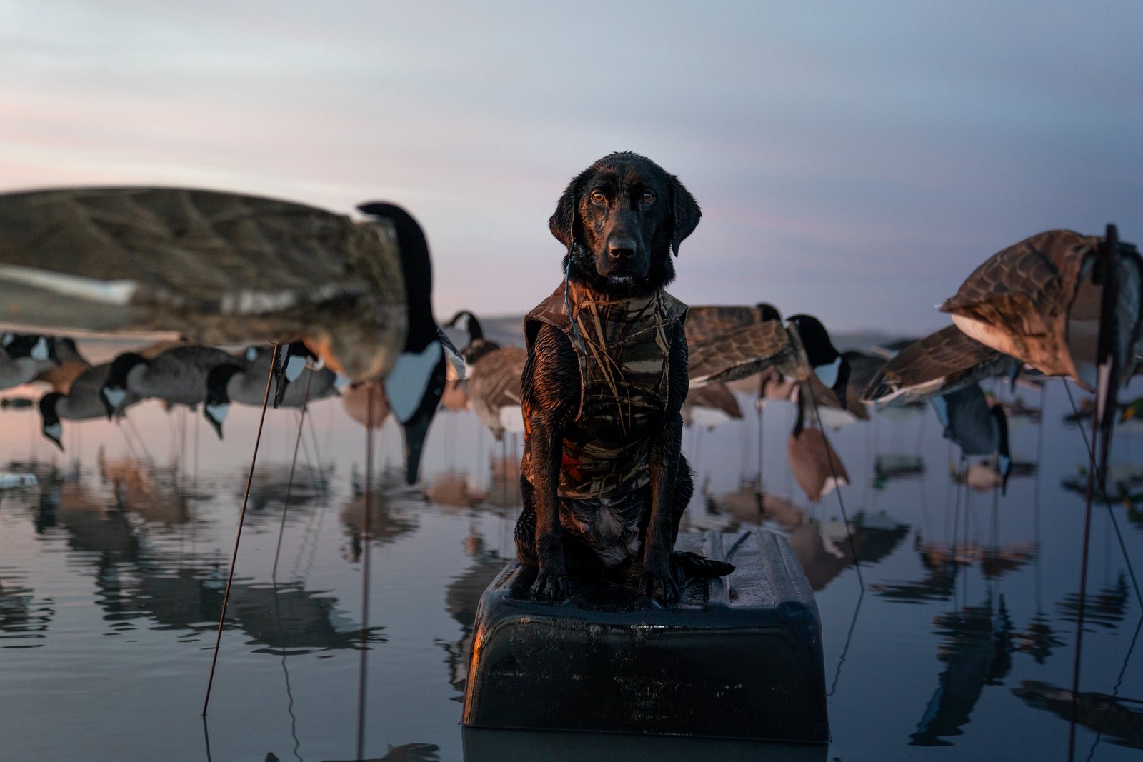 A black Labrador sitting on a water platform among goose decoys