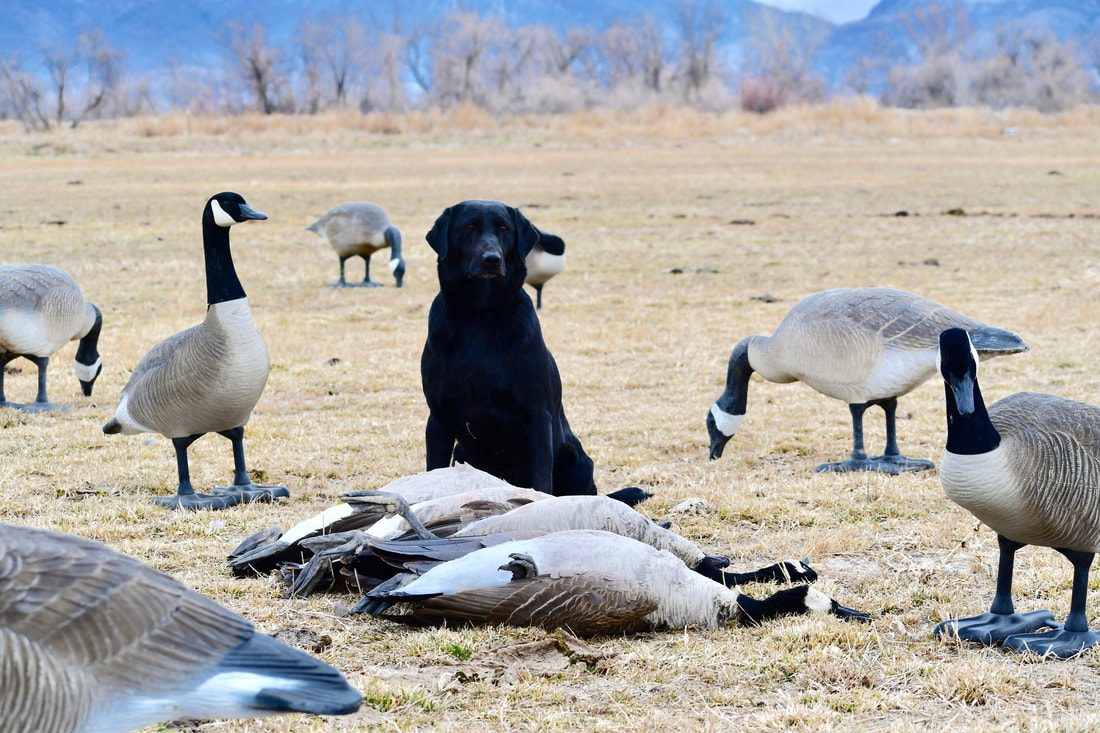 A black Labrador sitting calmly among goose decoys after a hunt