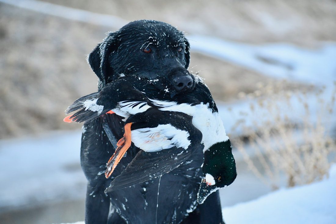 A black Labrador retrieving a duck in snow