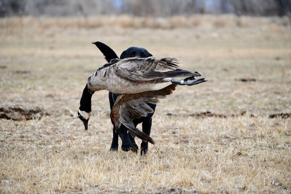 A black Labrador retrieving a Canada goose in a field