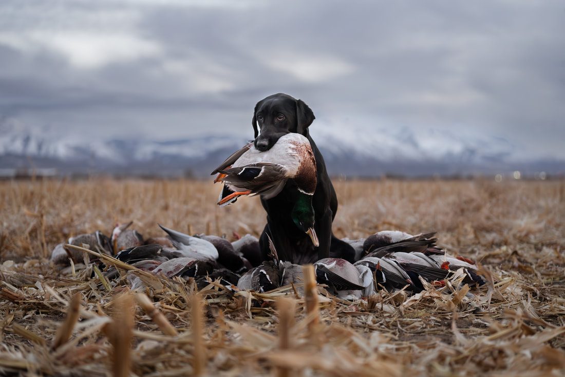 A black Labrador sitting in a harvested field holding a mallard