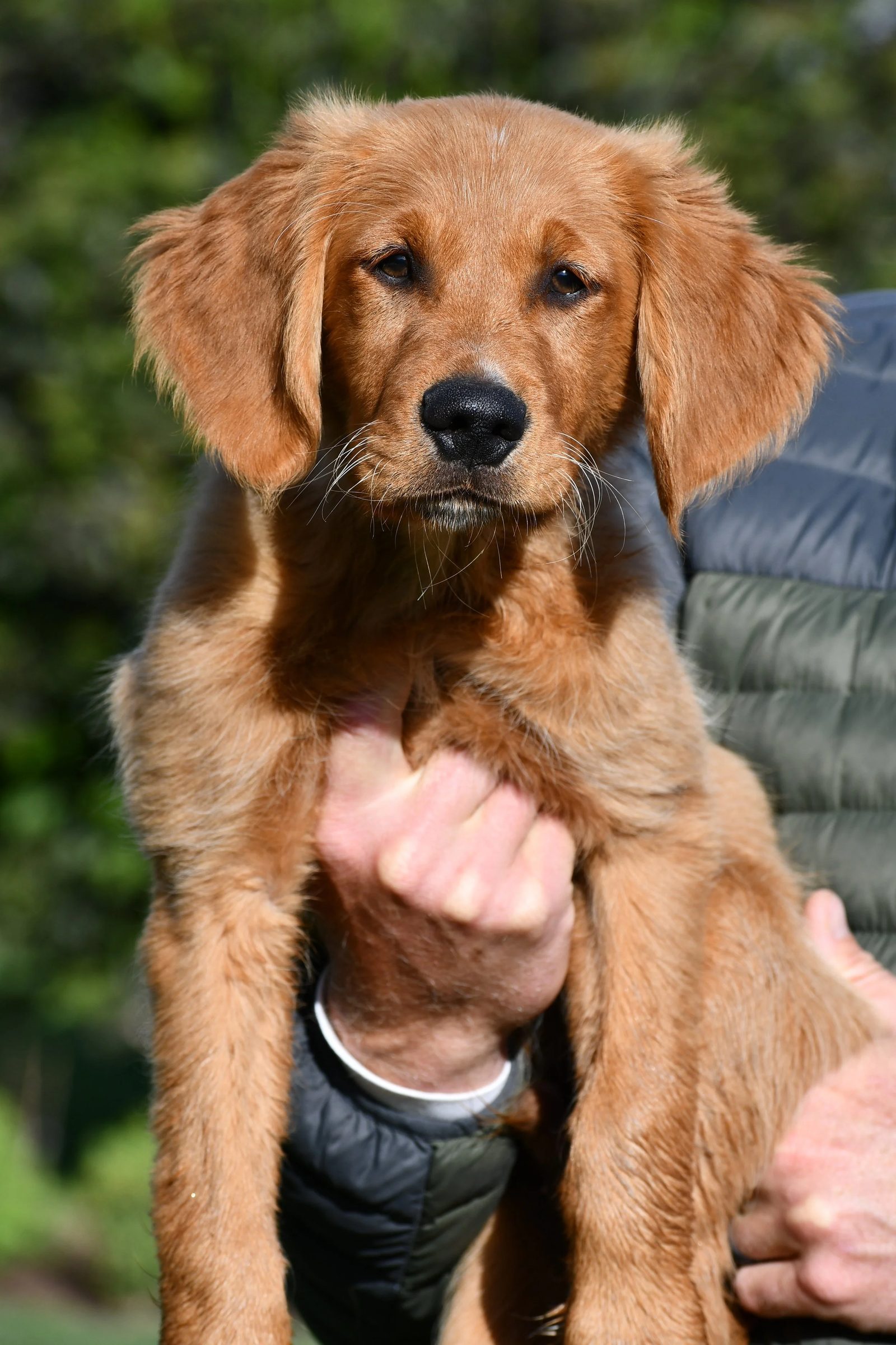 A Golden Retriever puppy being held outdoors