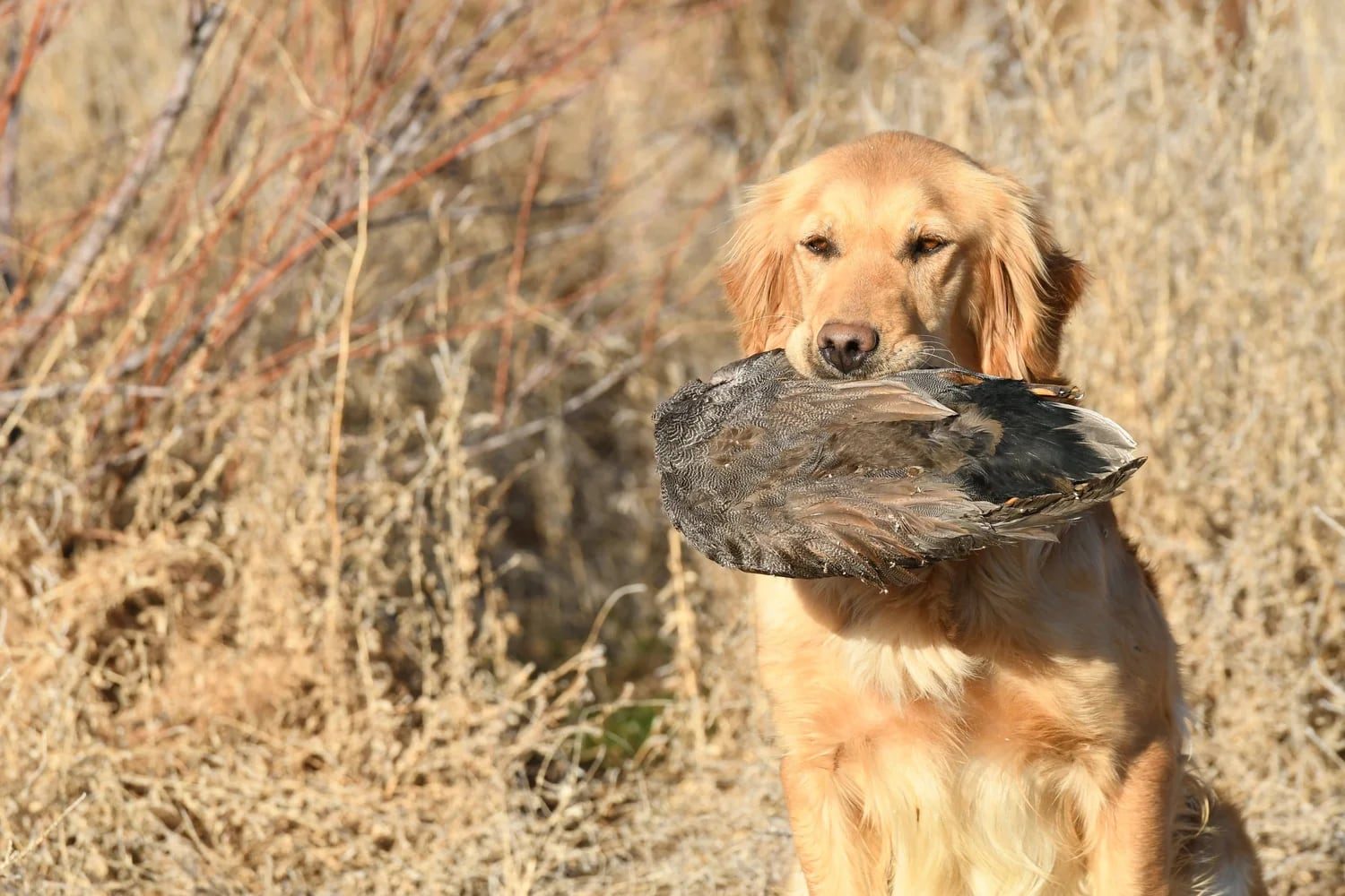 A Golden Retriever sitting in a field with a retrieved bird