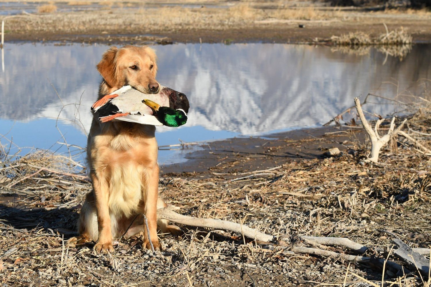 A Golden Retriever sitting on a muddy bank holding a mallard