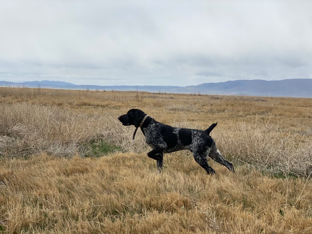A German Shorthaired Pointer on point in an open field