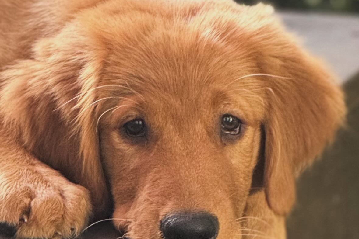 A Golden Retriever puppy resting its head on a wooden deck