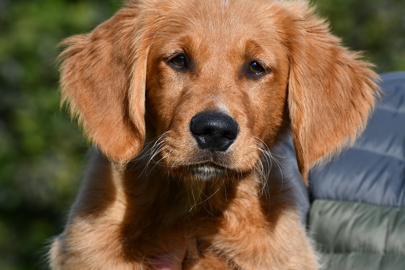 A Golden Retriever puppy looking calmly at the camera