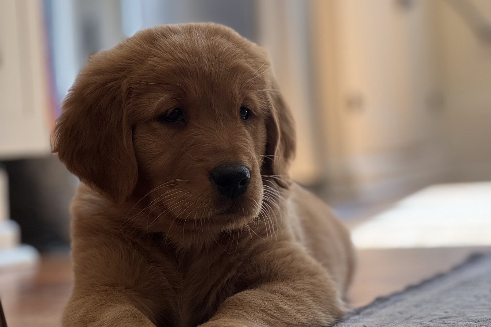 A Golden Retriever puppy lying indoors