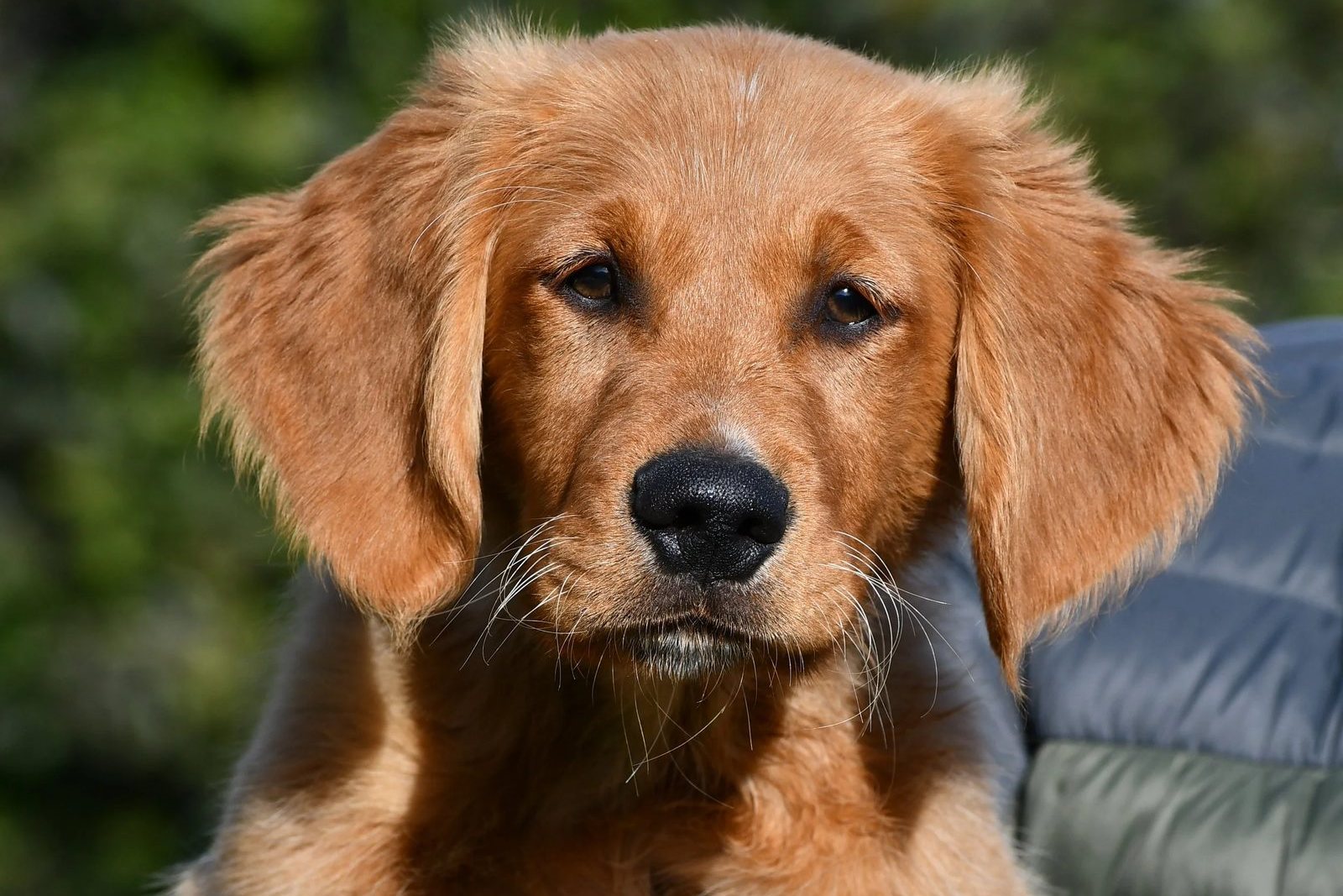 A Golden Retriever puppy being held outdoors