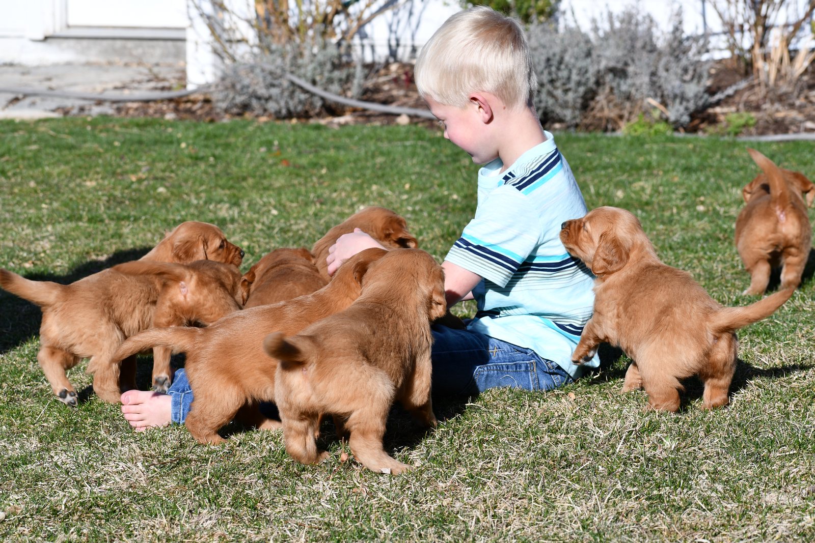 A boy sitting in grass with a litter of Golden Retriever puppies