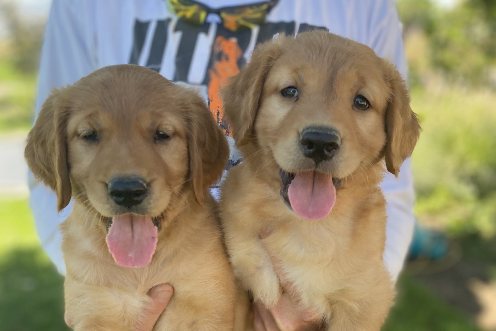 Two Golden Retriever puppies held side by side outdoors