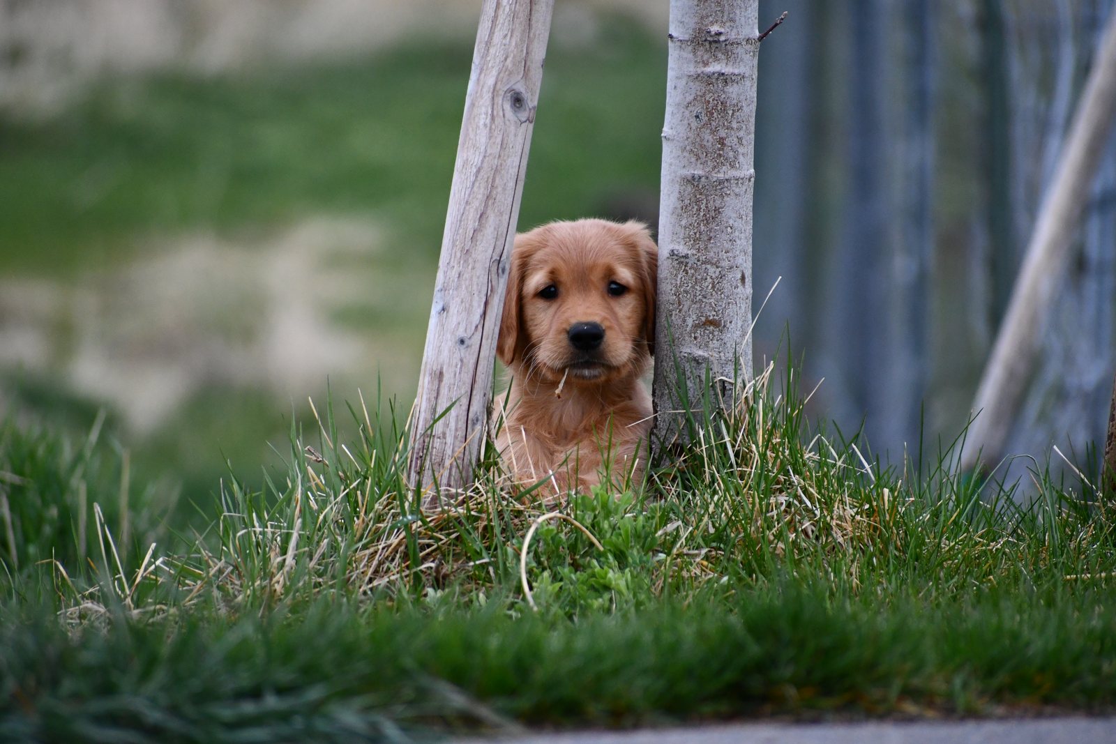 A Golden Retriever puppy looking through wooden posts
