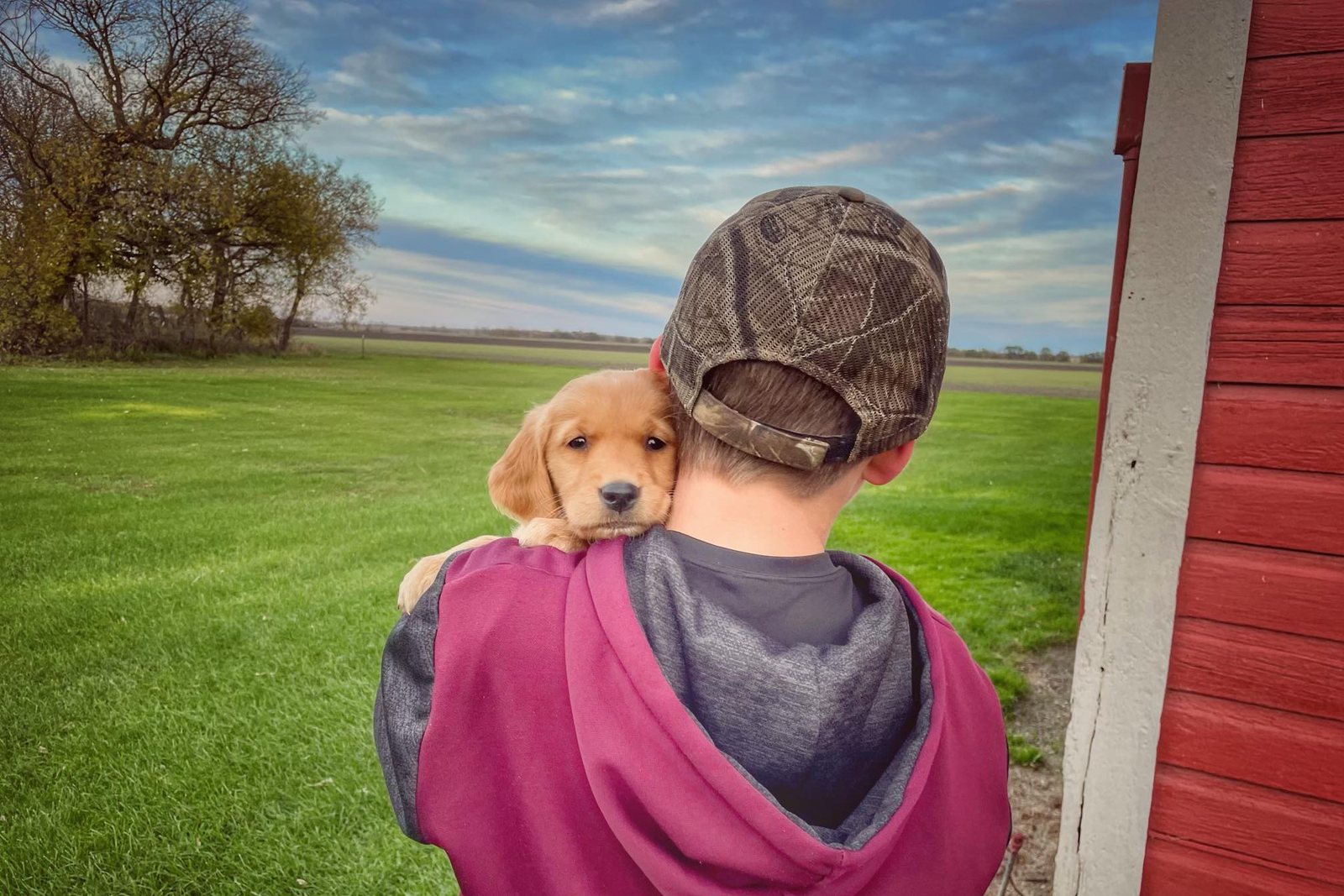 A Golden Retriever puppy held over a shoulder