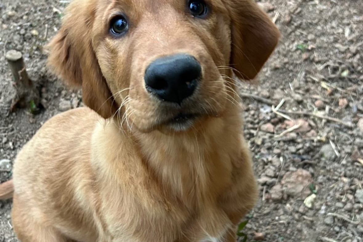 A Golden Retriever puppy looking up toward the camera