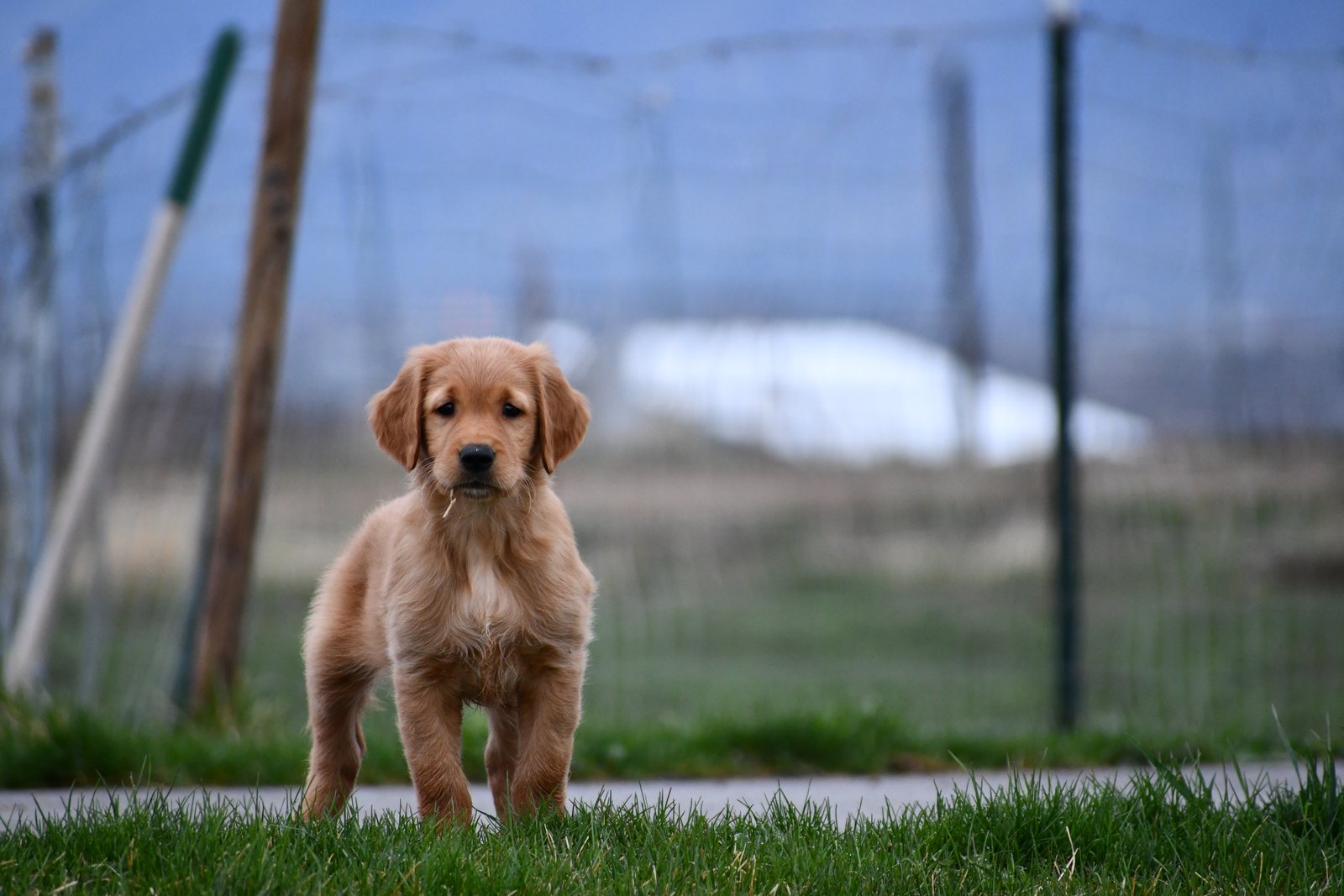 A Golden Retriever puppy standing in grass
