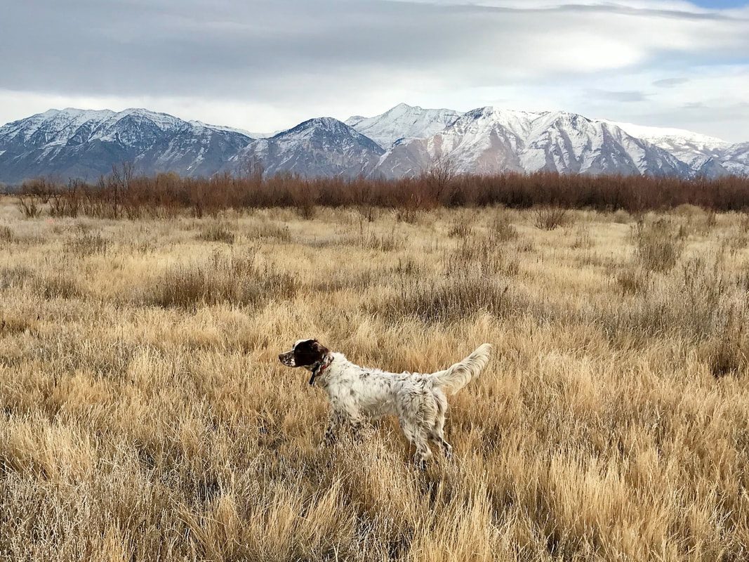 A setter working through tall cover with mountains behind it