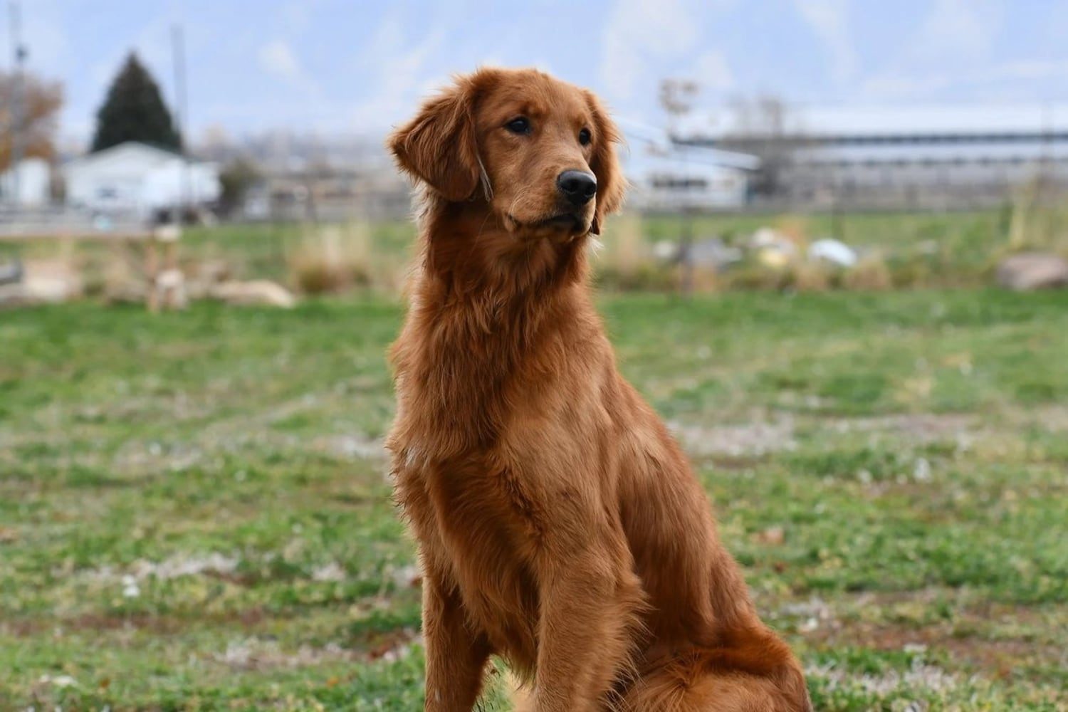 A young hunting dog on a retrieve