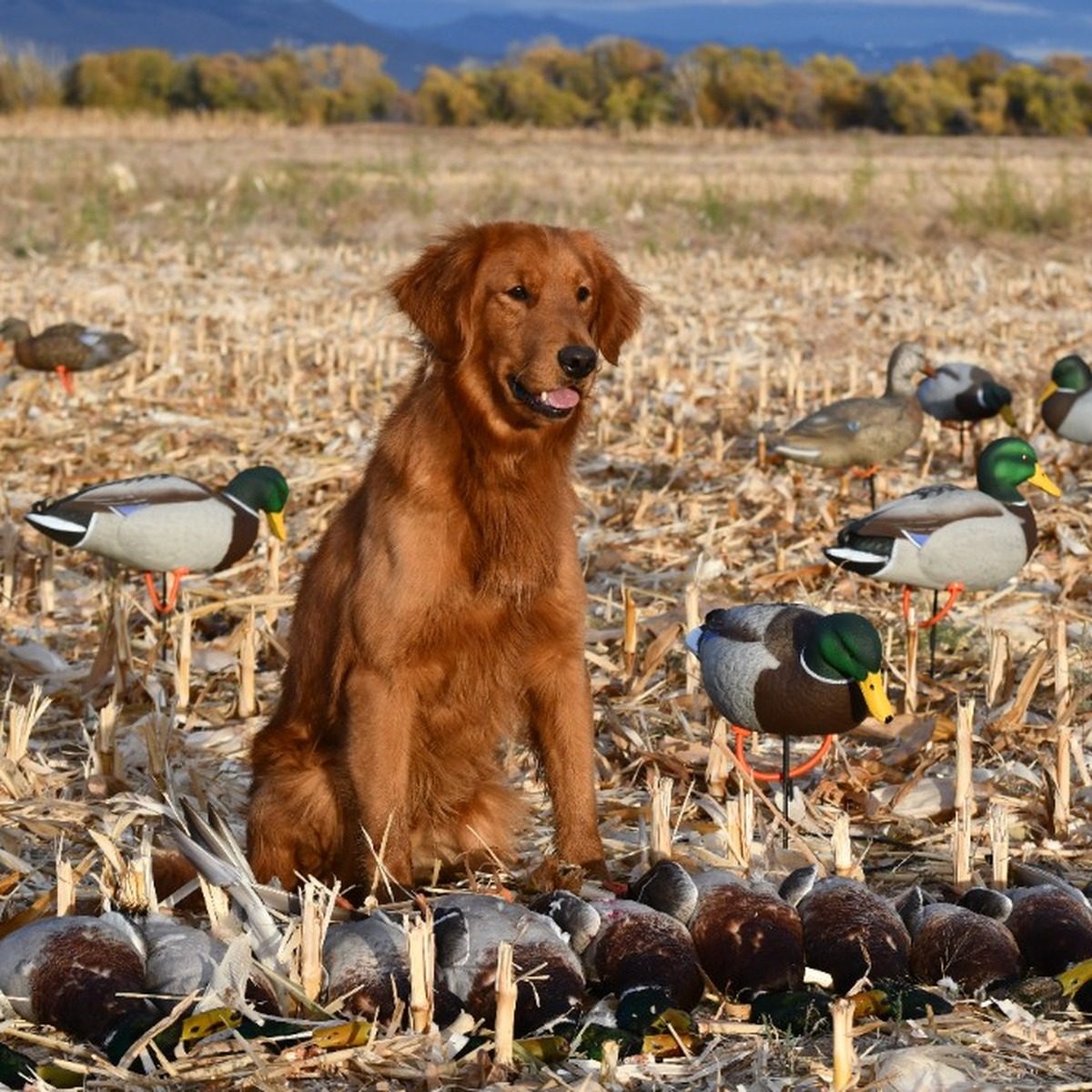 A Golden Retriever sitting in a cornfield with duck decoys