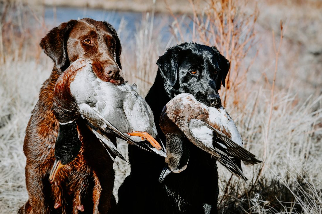 Two Labrador retrievers sitting in a field, each holding a retrieved duck