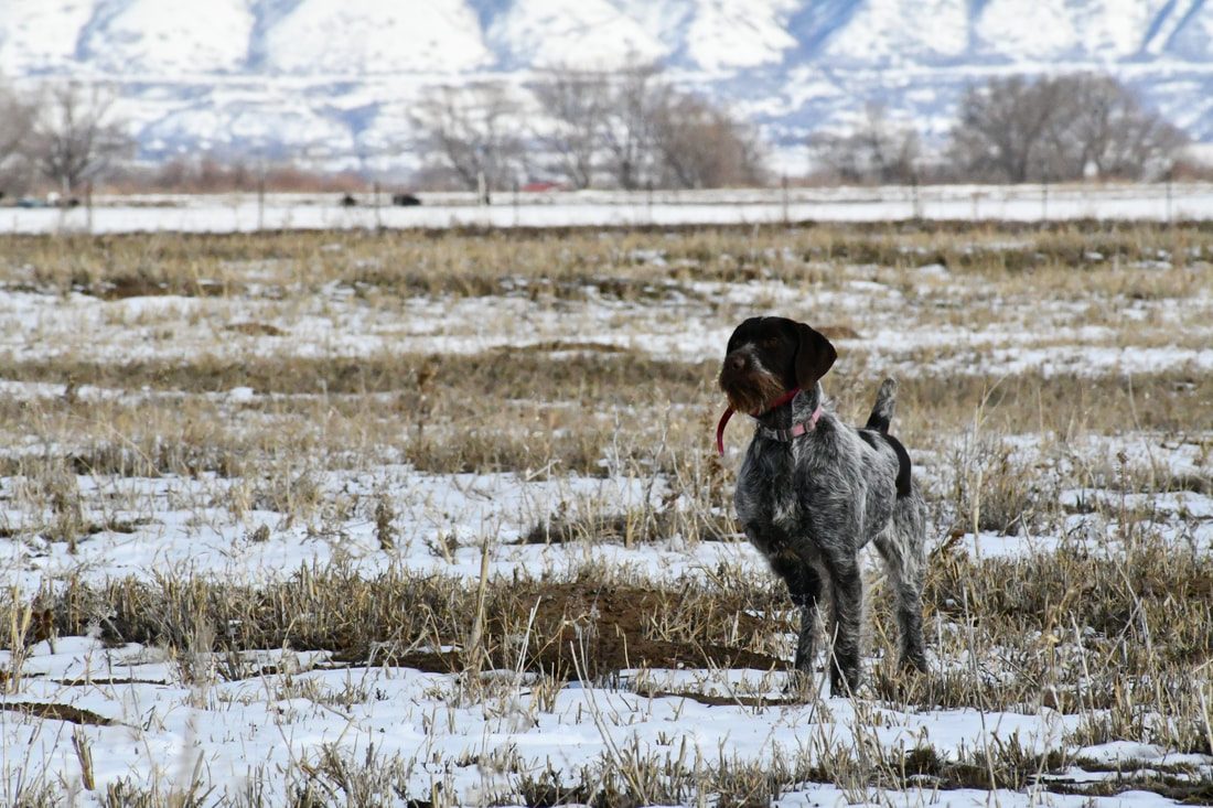 A German Wirehaired Pointer standing alert in a winter field