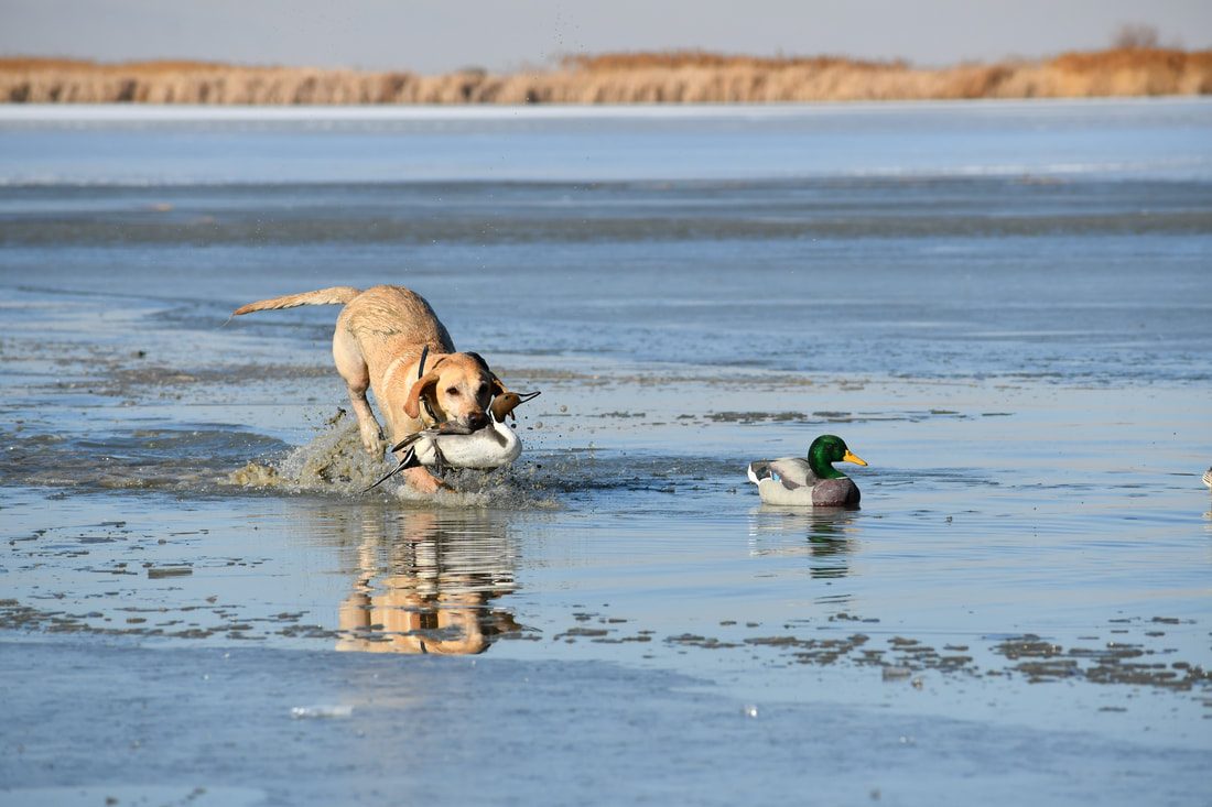 A yellow Labrador retrieving a duck through icy marsh water