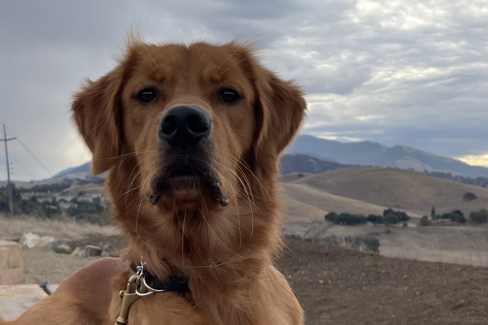 A young Golden Retriever looking steadily toward the camera